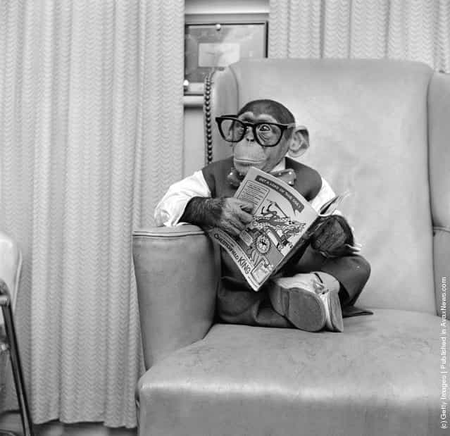 Young chimpanzee Kokomo Jnr. sits in a chair wearing glasses and holding a comic book at his owners apartment in New York City