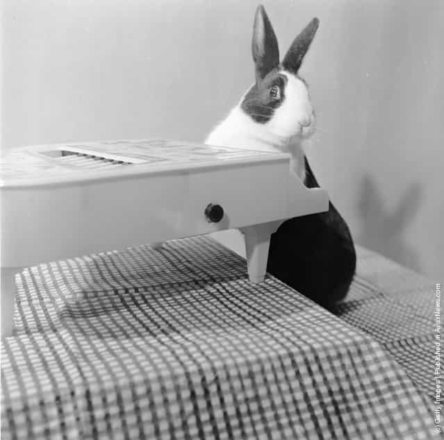 1956: A rabbit playing a toy piano