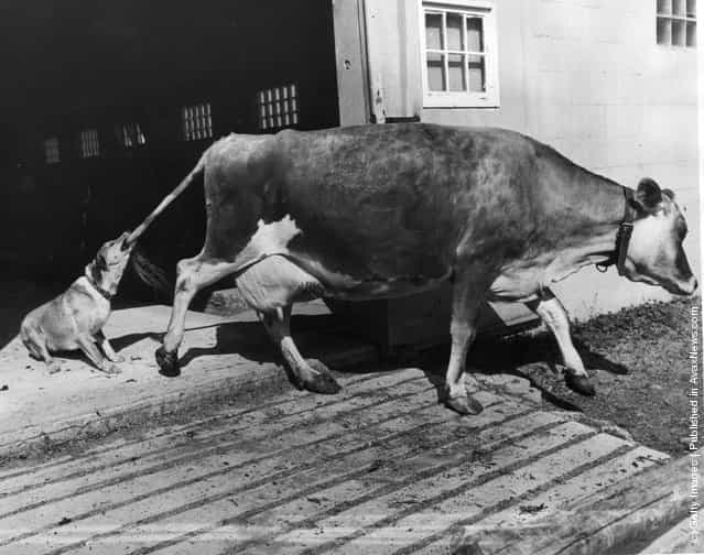 1968: Dog catches a free ride from one of the cows at milking time