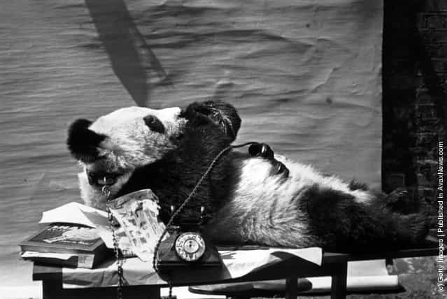 1940: A chained up panda lying on its back with a telephone receiver placed on its stomach