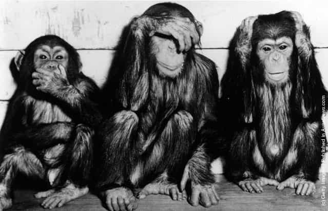 1956: Chimpanzees at Hagenbeck Zoo in Germany imitate the sculpture of the three wise monkeys, Speak No Evil, See No Evil, Hear No Evil