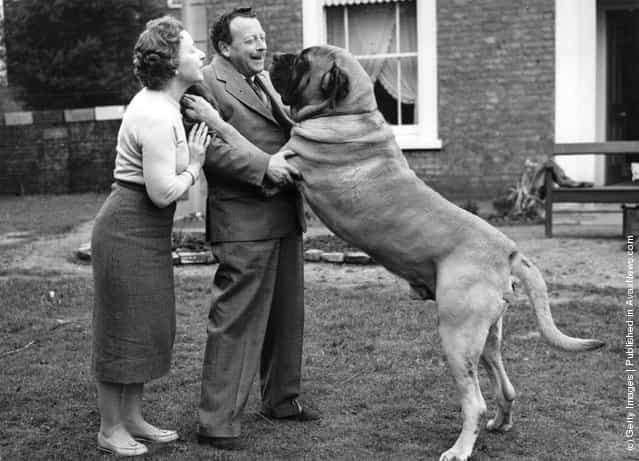 Mr and Mrs Roy Anderson play with their huge dog Butch at home in Isleworth, Middlesex. At 15 stone 5.5 pounds, the massive mastiff was the heaviest dog in Britain