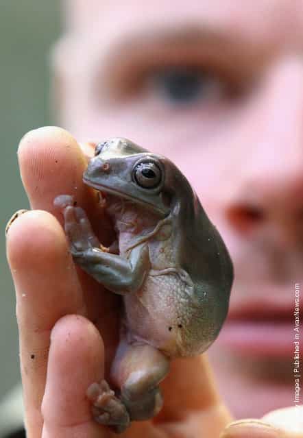 Zoo keeper Ross Poulter holds a Whites Tree Frog in Edinburgh Zoos new tropical forest zone