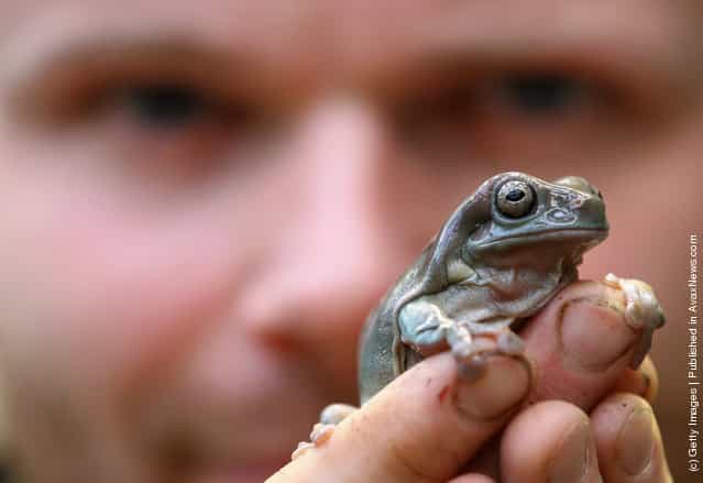 Zoo keeper Ross Poulter holds a Whites Tree Frog in Edinburgh Zoos new tropical forest zone
