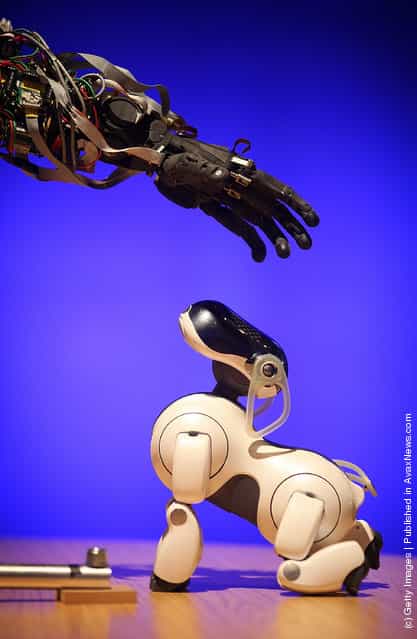 BERTI the robot interacts with a Sony AIBO robot dog