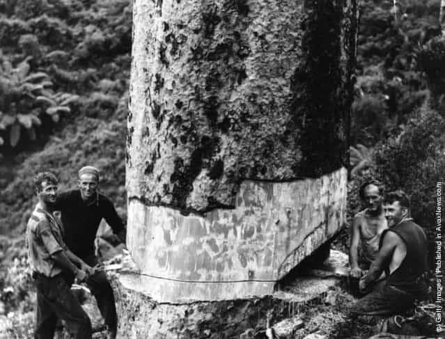 1930: Four smiling bushmen saw down a kauri tree