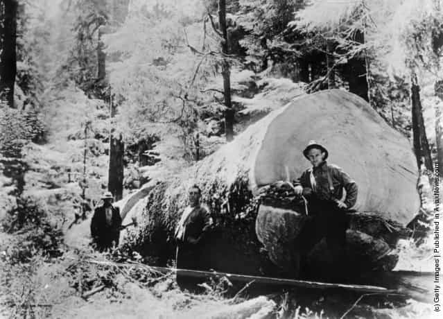 1910: Lumberjacks beside the trunk of a huge felled tree