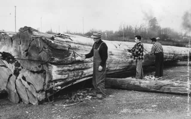 1957: Chief of the Kwakiuth Tribe of the British Columbian Indians making the first cuts on a huge log which will be carved into a Totem Pole to be presented to Her Majesty Queen Elizabeth II at the centennial celebrations in the Province of British Columbia, Cananda