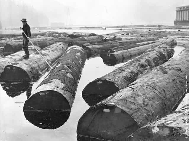 1935: Logs being sorted for distribution to Pacific Mills Ltd pulpmill at Ocean Falls, British Columbia