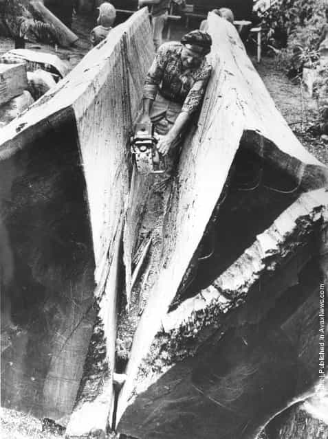 1978: A man sawing a Californian Redwood tree with a diameter of six feet in two with a chainsaw