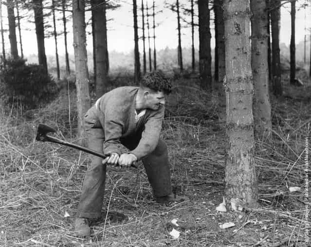1960: Forestry worker Bill Cordy prepares a Christmas tree for felling on a Forestry Commision Plantation near Thetford in Norfolk