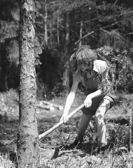1942: Miss Daphne Hubbard, a member of the Timber Corps, fells a tree at a timber camp in Bury St Edmunds, England. The Corps are helping in the war effort during the Second World War