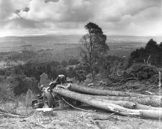 1942: A logging sulky pulls timber down a slipway on the banks of Loch Ness in Scotland