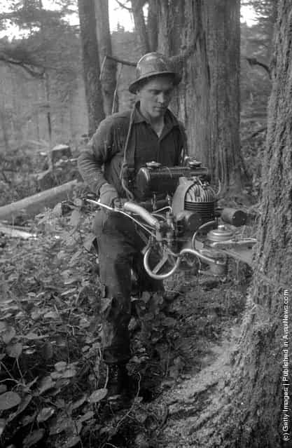 1939: A logger uses a chain saw to fell a tree in the forests of British Columbia, Canada