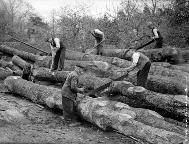 1940: Workmen sawing trees on the estate of Sir George Courthope in Whilagh near Wadhurst