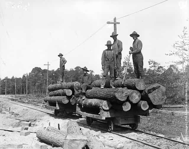 1916: The Canadian Forestry Battalion loading logs at Virginia Water, Surrey during World War I
