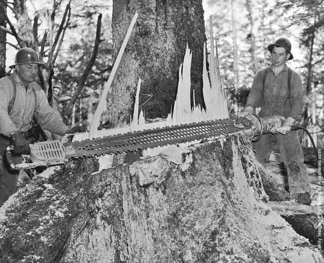 Two men using an electric power saw to fell a tree circa 1940's