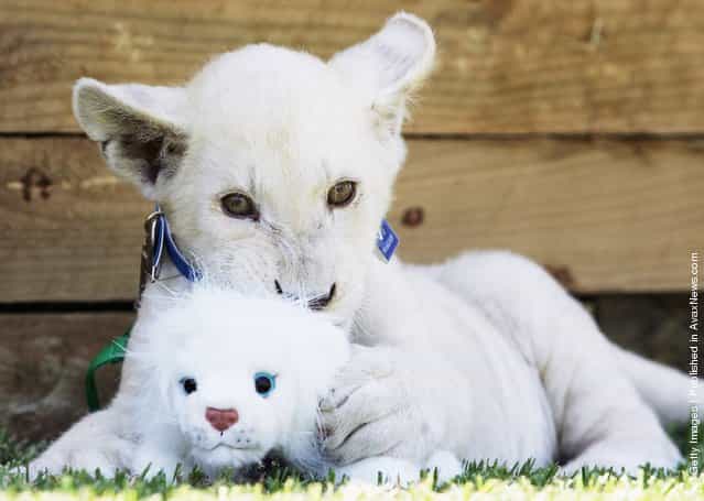 White Lion Cubs