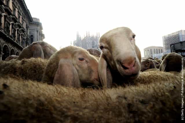 Sheep In The Streets Of Milan During Filming For The Last Shepherd