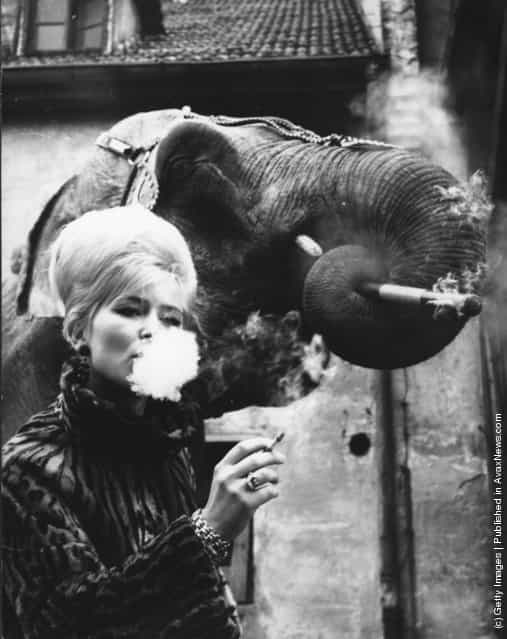 Elephant tamer Monique Holzmuller having a cigarette with one of her elephants