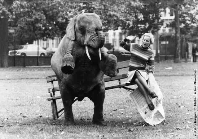 Rosie the elephants proves to be heavier than her companion and tips the park bench when she tries to sit down