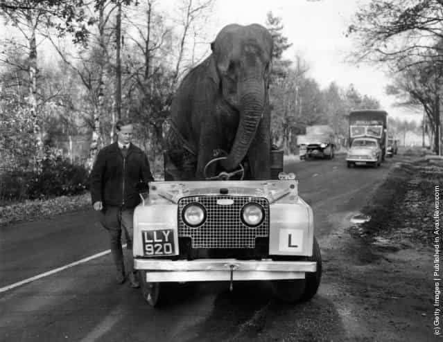 1959: Elephant from Bertram Mills circus drives a Land Rover along a road during training for the Christmas Show
