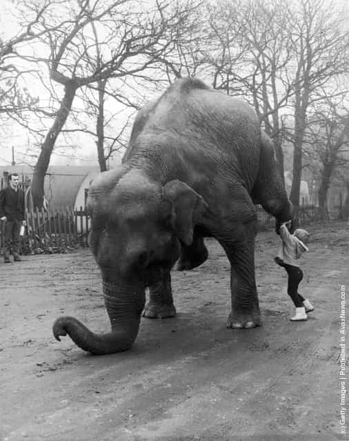 1964: Marina Frankordi, the 4-year-old daughter of bare-back rider Frankordi, helps circus elephant Sheila to practise her balancing act