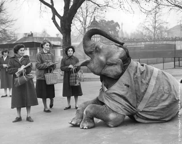 1954: Visitors in the elephant enclosure at London Zoo, Regents Park draw the reclining elephant
