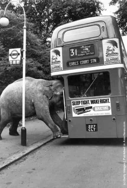 1980: One of David Smarts elephants boards the bus to Earls Court