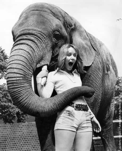 1971: A Duke of Edinburghs Gold Award winner meets an African Elephant at London Zoo