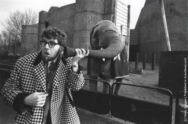 1967: Rolf Harris puts his ear to an elephants trunk at London Zoo