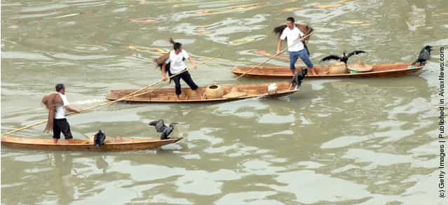 Chinese people row boats carrying cormorants during a re-enactment of ancient fishing