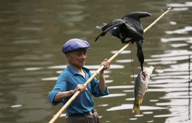 A fisherman catches fish with a cormorant on a canal on April 4, 2006 in ancient Xitang Township of Jiashan City