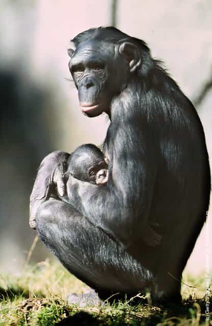 McHumba, a 3-week-old female pygmy chimpanzee, relaxes in the arms of her mother