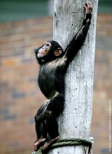 A baby Chimpanzee plays in its enclosure at Taronga Zoo