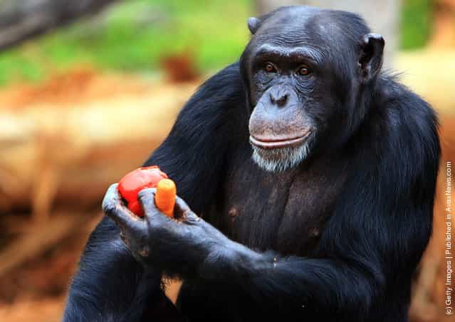 A chimpanzee receives a Christmas treat at Taronga Zoo