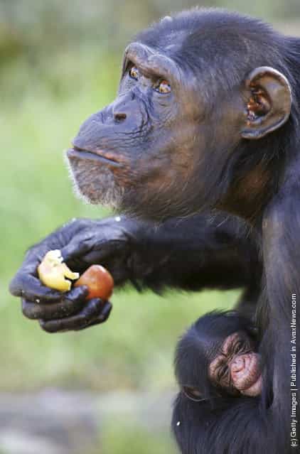 A new female baby chimpanzee is cradled by her mother Shiba as she is welcomed at Sydneys Taronga Zoo