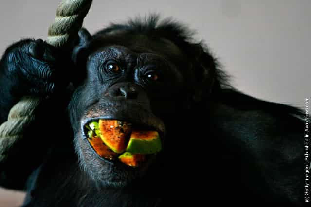A chimpanzee at Edinburgh Zoo eats