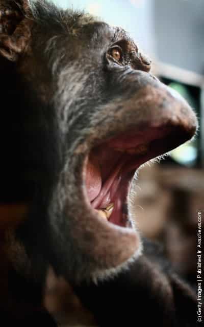 A chimpanzee