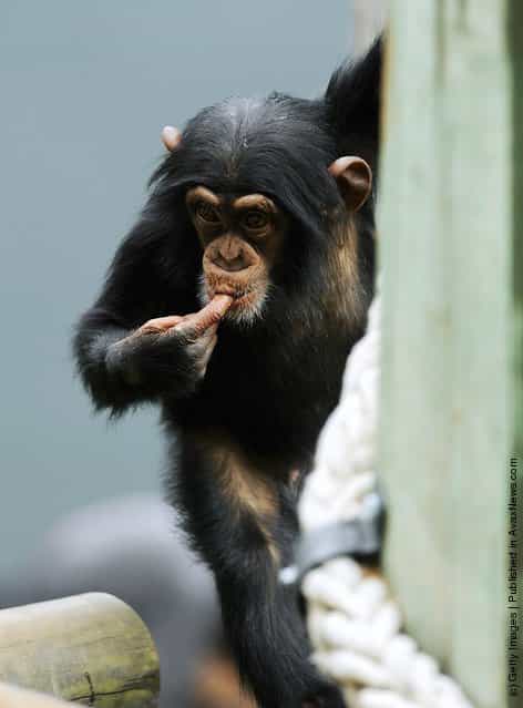A Chimpanzee plays in its new home at Taronga Zoo