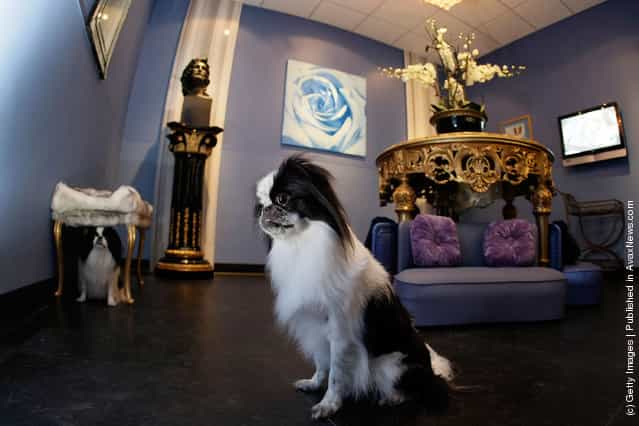 Lluxury hotel for dogs and cats in Pompano Beach, Florida