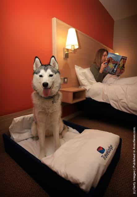 Siberian Husky relaxes in her own Kingsize hotel bed