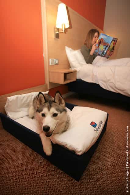 Siberian Husky relaxes in her own Kingsize hotel bed