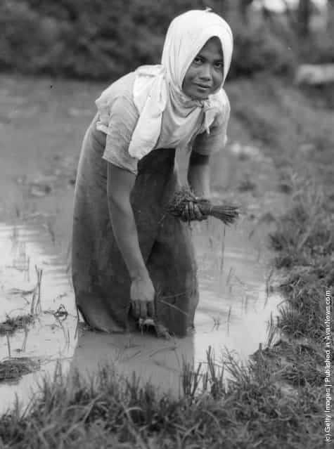 1947: A Filipino woman planting rice as she stands knee deep in the waters of a paddy field