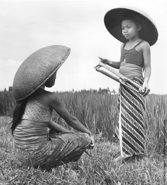 1950: Two girls wearing large sunhats in a rice field in Indonesia, one holding a bamboo clapper