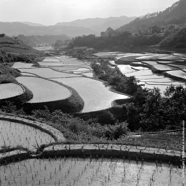 1950: Rice fields in Japan