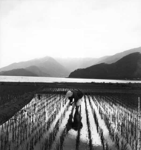 1950: A Japanese woman removing weeds from a rice field