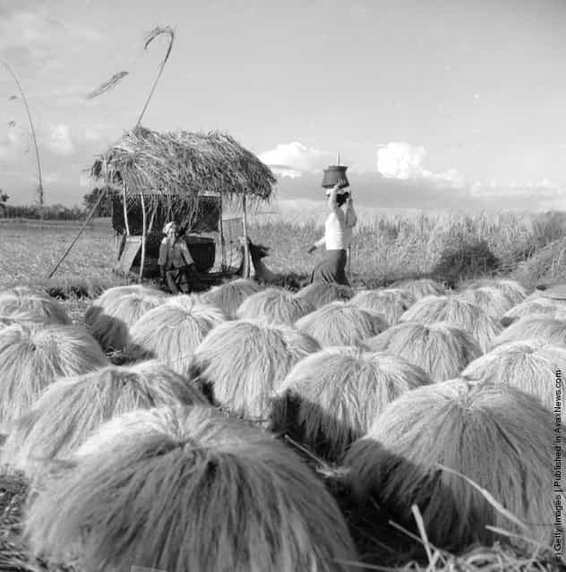 1954: Rice is stacked in bundles in the fields in Bali after it is cut. It is then carried to a granary for storage