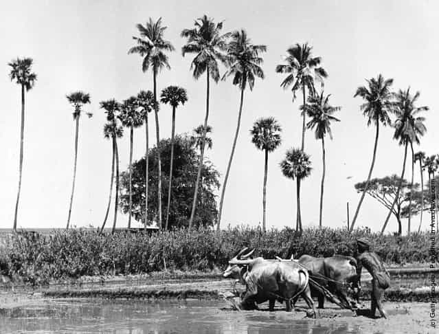 1955: A farmer guides two oxen ploughing a paddy field in central India