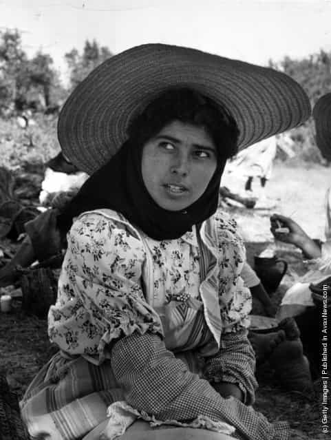 1955: A migrant worker employed on the rice fields of Portugal
